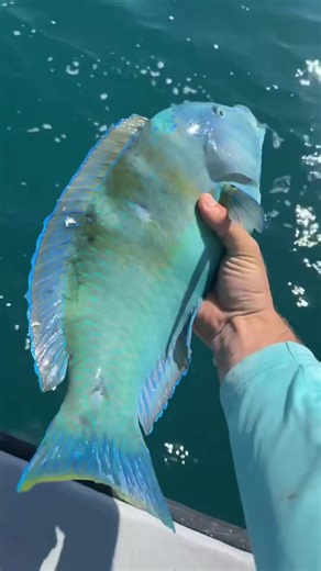 Prettiest fish in the ocean #fishing #florida #ocean #spearfishing #atlantic