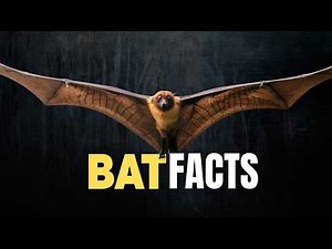 25 Surprising Facts About Bats That Will Blow Your Mind
