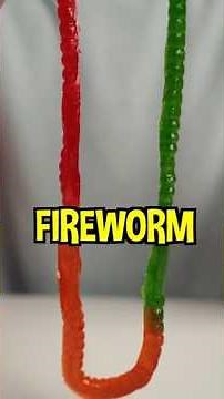 Let's Play Spicy Segments!