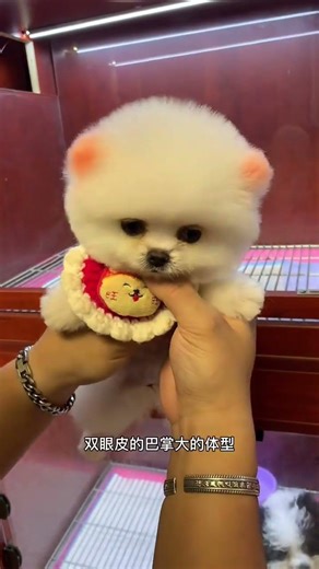 #Pomeranian #PomeranianShunsuke #TeacupDog