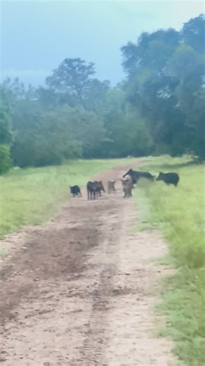 174K views · 213 reactions | Tuesday #7 | Double-l Ranch | Facebook