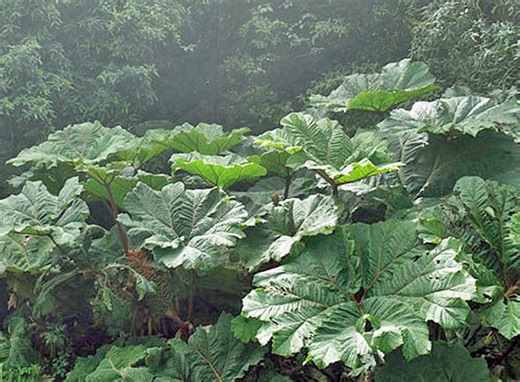 Gunnera Insignis | Giant Rhubarb | 100 Seeds - Etsy