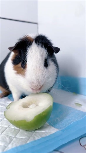 Guinea Pigs vs. Snacks: The Cutest Reaction Ever.#munching .#chomping .#pets . #cute. #snuggly.