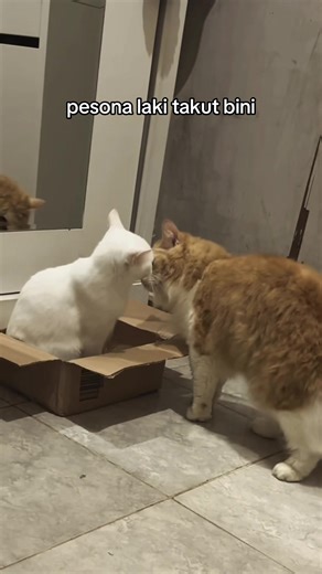 Kucing Peliharaan yang Menggemaskan