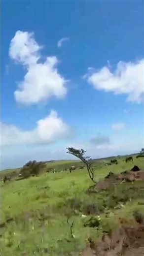 4x4 Safari Thrill in Tanzania | Wild Game Drive Adventure