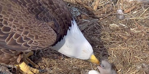 National Eagle Center to offer free eagle program on Indigenous People’s Day