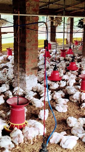#poultryfarming #farming #chickenfarming