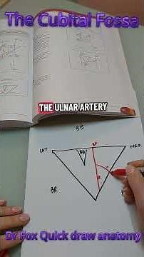 Dr Fox Quick draw anatomy: The cubital fossa #anatomy #cubitalfossa #arm #cannulate