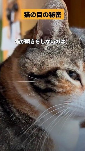 5 Amazing Facts About Cat Eyes | The Real Reason for Vertical Pupils