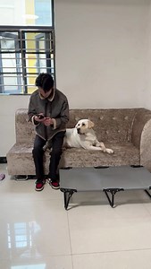 Tsundere dog repair....🤣🤣 #dog #doglover #funny | The Arrogant Seventh Princess