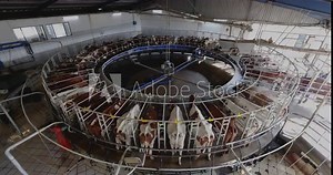 Timelapse.50 Ayrshire dairy cows being milked on a rotating milking machine on a large scale dairy farm. Livestock is a major contributor to climate change