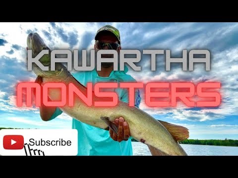 Monster Musky in Jack's Lake, Kawartha Lakes: Explosive Action Await