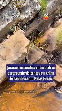 Jararaca pit viper hidden among rocks surprises visitors on waterfall trail in Minas