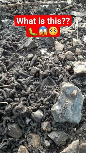 Insects found near my fruit trees ?? how to get rid of it