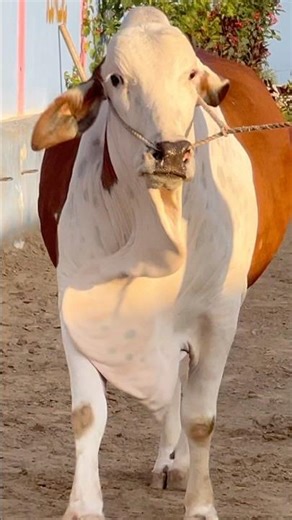 cuteness overload || maweshi mandi #cow #cattlefarm #animals