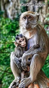 "Long-tailed Macaque"!This Species Has The Highest Degree of Arboreality Of All Macaque Species #ai