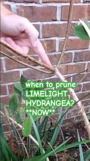 #limelight #pruning #gardening How and when to prune limelight panicle hydrangea