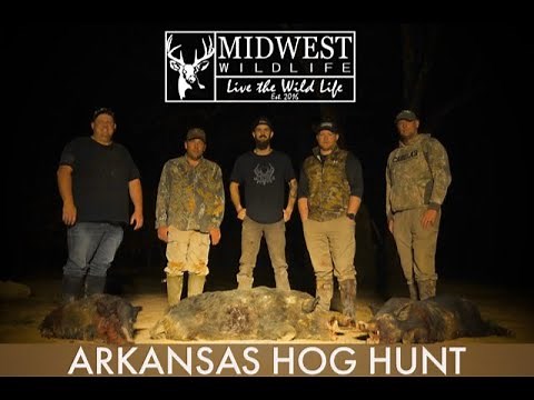Arkansas Hog Hunt | NOT Your Average Hog Hunt | RAZORBACK