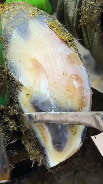 UUGH ... I found THIS in a cow's hoof ... & it made me HAPPY!!!!! #hoof #animals #cow