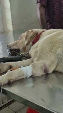 PG Certificate course on 'Therapeutic Management of Infectious Diseases of Pet Animals & Pet Birds'.