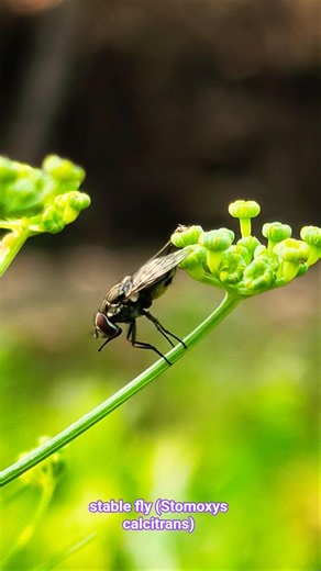 Stable Fly (Stomoxys calcitrans) Close-Up in 4K 🪰| The Painful Bite of the Stable Fly | #fly