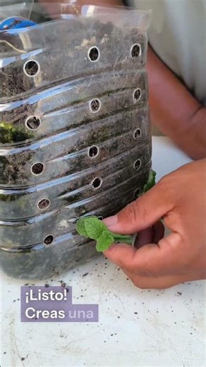 Create a recyclable planter using empty bottles for your mints.