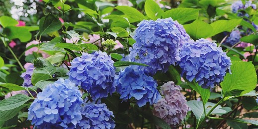 King Charles' former gardener swears by this everyday item for bluer hydrangeas