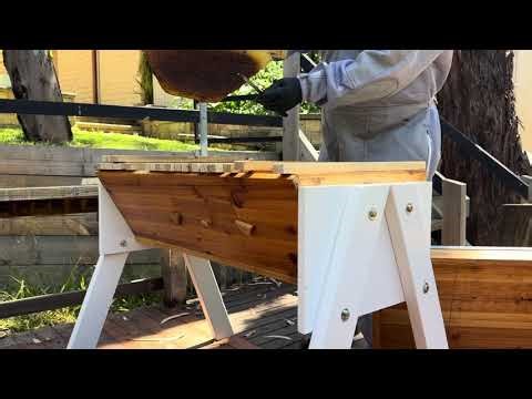 Ghost Town - Kenyan Top Bar Hive FAIL