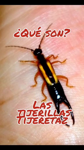 Tijerillas: Mitos y Realidades de Estos Insectos