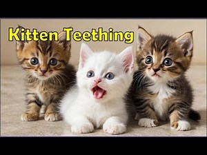 Kitten Teething, what to Expect when Their Tiny Teeth Start Growing