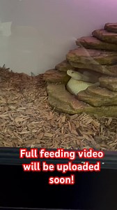 ALBINO WESTERN DIAMONDBACK STRIKE! #reptiles #albino #diamondback #wildlife #nature #snaketattoo #lizard #herping #colubrid #ballpythonbreeding #wildlifephotography #pythonregius #pythons #boaconstrictor #ballpythonbreeder #snakelovers #pythonsofinstagram #hognose #love #naturephotography #snakephotography #reptilephotography #petsnake #photography #cobra #snakelove #ballpythonmorph #snek #snakeofinstagram #snakesofinsta #Shorts #virals #best #fyp | Willard DEE