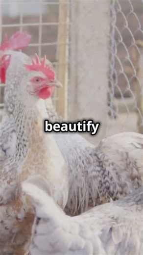 Discover the Unique Marans Chicken – The Hen That Lays Chocolate Eggs!