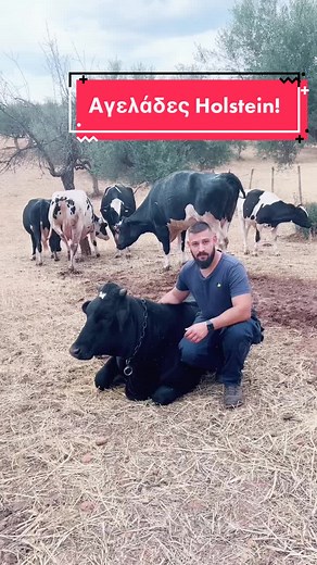 Οι ασπρόμαυρες αγελάδες Holstein! #farma_aggelopoulos #foryoupage #fy #fyp #ktinotrofia #farma #animals #viral #nature #life #love #zoo #fypシ゚viral #trend #trending #besforyougamww #μαθεστοtiktok #cow #cowlife