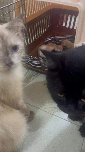 Morning happy fam﫶 Parent= Black big bone Persian and Ash Gray Himalayan /siamese cat | Aries Garcia Latoga | Facebook