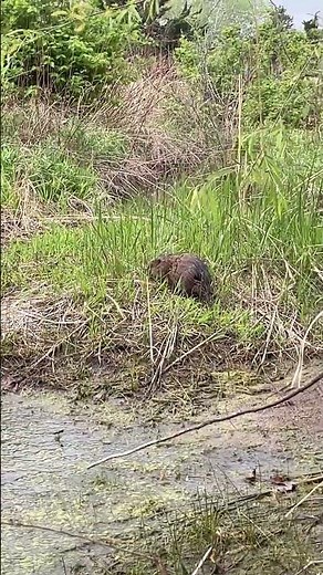 A Muskrat Swimming at the Great Plains Nature Center