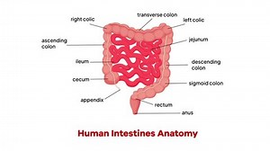 clip-1107371925-human-intestines-anatomy-organ-animation