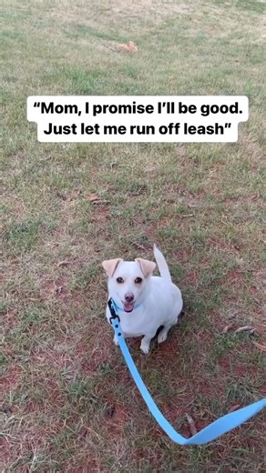 He ran so fast that his eye had to catch up with him later. 😩😂😂😂😂 | Southern California Dog Training