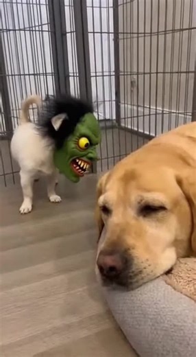 Little Dog vs. Big Scary Mask: Hilarious Moments
