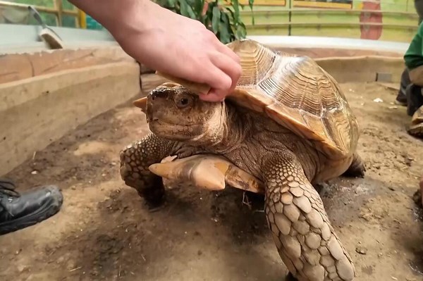Spa day for tortoises: Hungary zoo gives its shell‑ebrity residents the royal treatment