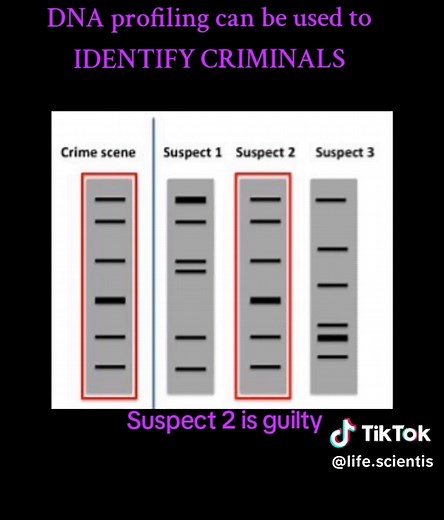 DNA Profiling Explained for Grade 12 Learners