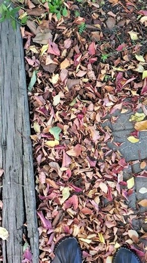 Fall Crunchy Leaves 🍁🍂ASMR Nature Sounds Shorts #nature #fall #leaves #crunchy #asmr #autumn #shorts