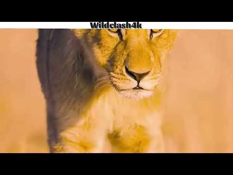 Hyena vs Buffalo Survival Struggle 🐾 | Hyena Hunting Strategy | Wildclash4k
