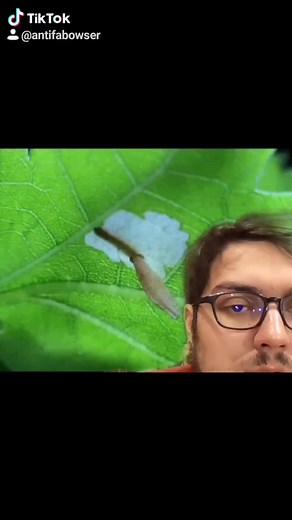 #bug #greenscreenvideo #crust #bagworm