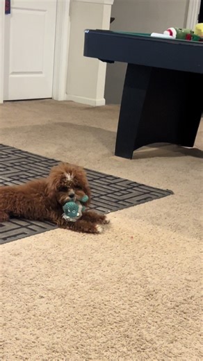 O’Mello loves shaking his toys then just laying down mid play 😂 #cavapoo #cavapoochronicles #fyp