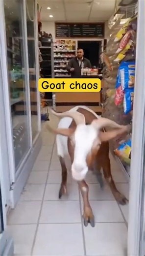 Real or AI? This Goat Rampage looks 100% Real 🤯