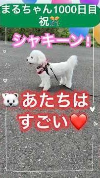 1000日目こうなりました😊#ビションフリーゼ #トイプードル #癒し #youtubeshorts #dog #可愛い #お散歩