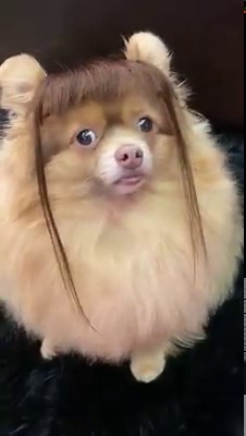 4.1M views · 35K reactions | When you cut your own bangs...  | VT | Facebook