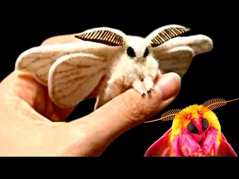CUTEST MOTHS in the WORLD (Compilation!)