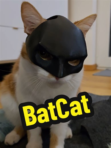 This orange cat is wearing a Batman mask and is not amused at all 🦇😾 Funny cat moment, grumpy cat energy, unamused cat with big personality. #catsoftiktok #orangecat #batcat #funnycatvideo #catlife
