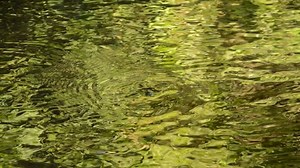 Sunlight Reflection On Water Surface Flowing Stock Footage Video (100% Royalty-free) 1020087625 | Shutterstock